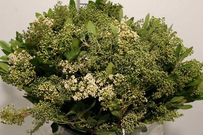 <h4>Photinia Blooming P Bunch</h4>