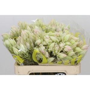 Blushing Bride 4/6 Flowers