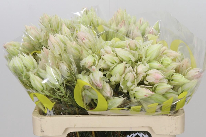 <h4>Blushing Bride 4/6 Flowers</h4>