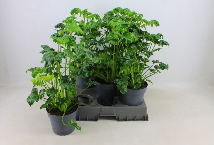 <h4>PHIL OVERIG</h4>