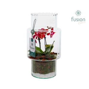 Green Bottle Sara Medium met Phalaenopsis