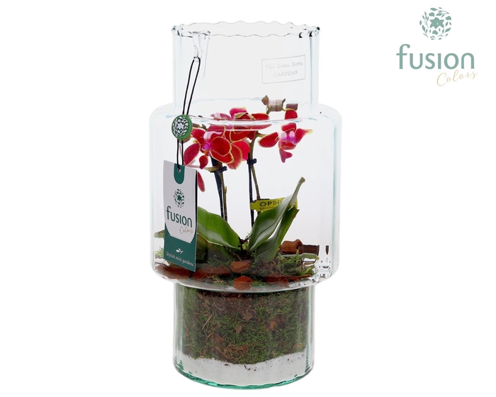 <h4>Green Bottle Sara Medium met Phalaenopsis</h4>