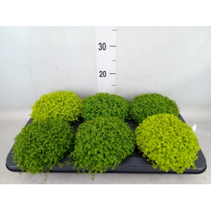 Soleirolia soleirolii   ...mix 2