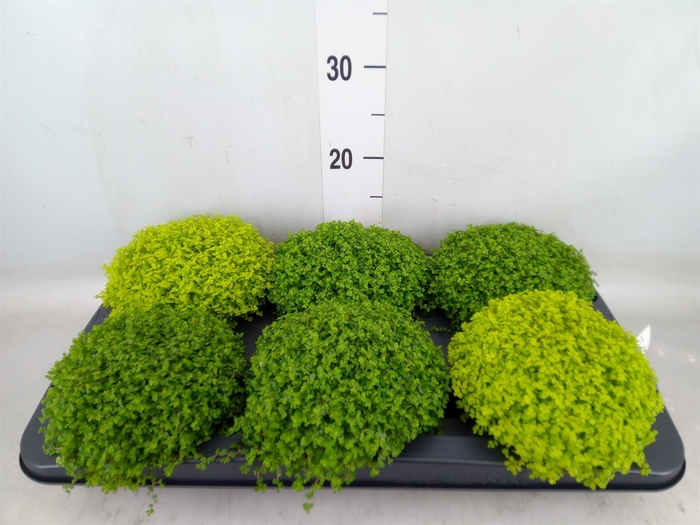 <h4>Soleirolia soleirolii   ...mix 2</h4>