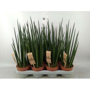 Sansevieria bacularis