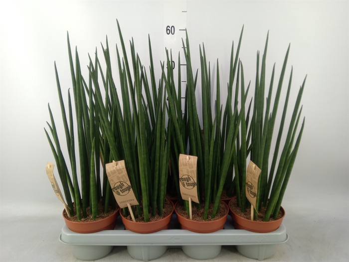 <h4>Sansevieria bacularis</h4>
