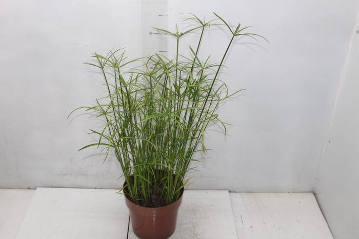 <h4>PAPIRUS CHINES P17</h4>