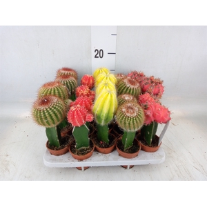 Cactus   ...mix