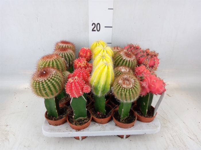 <h4>Cactus   ...mix</h4>