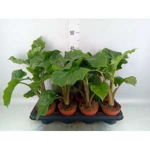 Alocasia  'Low Rider'