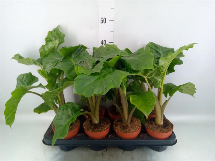 Alocasia  'Low Rider'