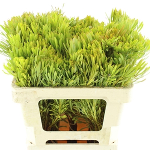 Leucad Platyspermum