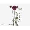 Scabiosa Hot Pink Scoop Extra