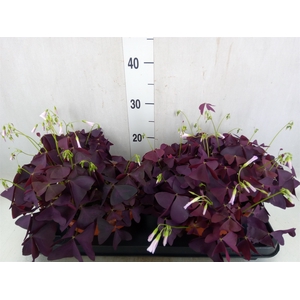 Oxalis trian.