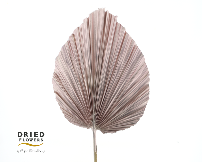 Dried Bleached Palmetto XL Rose gold