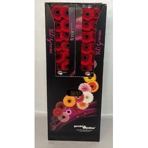 GE MI RED RUBY Aquabox - diamond (8 x 15)