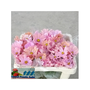 COSMOS BIPINNATUS