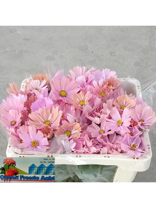 <h4>COSMOS BIPINNATUS</h4>