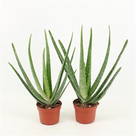 <h4>Aloe Vera</h4>