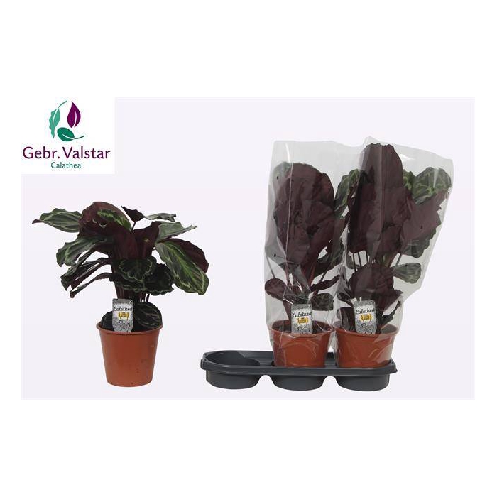 <h4>Calathea Medallion 19Ø 50cm</h4>