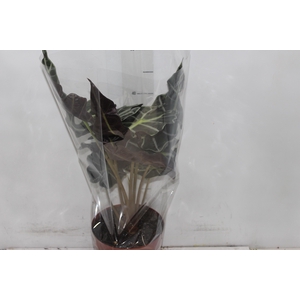 ALOCASIA POLLY P17