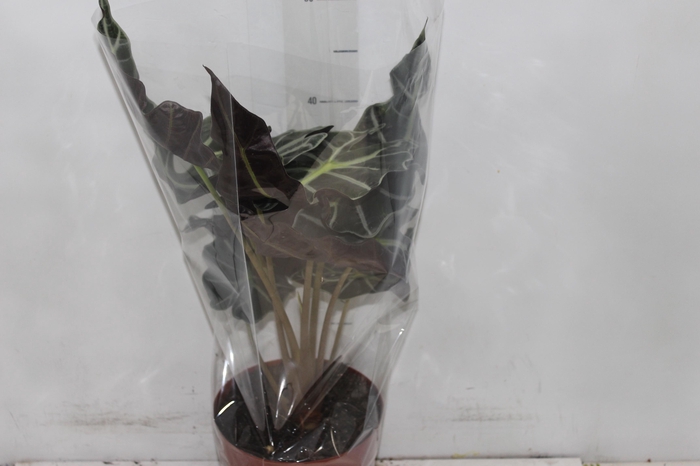 <h4>ALOCASIA POLLY P17</h4>