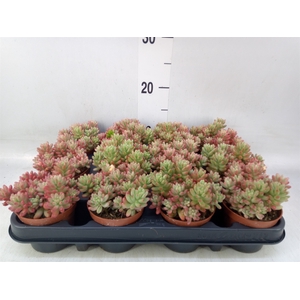 Sedum   ...