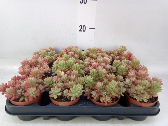 <h4>Sedum   ...</h4>