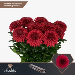 CHRYSANTHEMUM PL 'LAMIRA RED'
