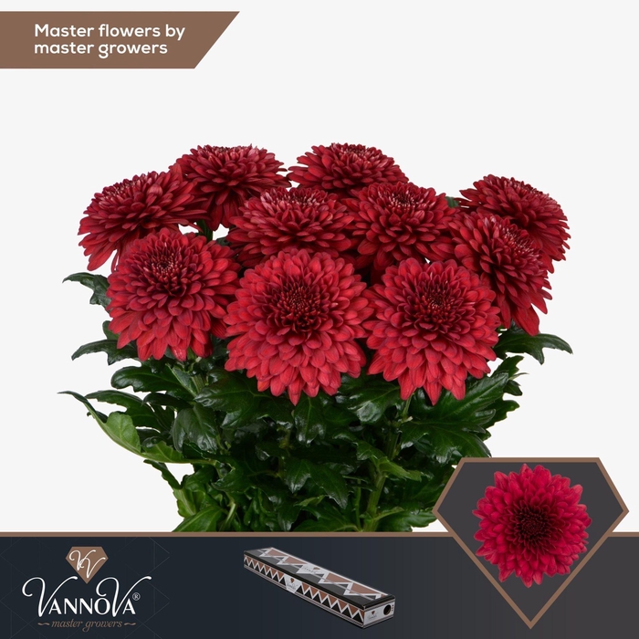 <h4>CHRYSANTHEMUM PL 'LAMIRA RED'</h4>