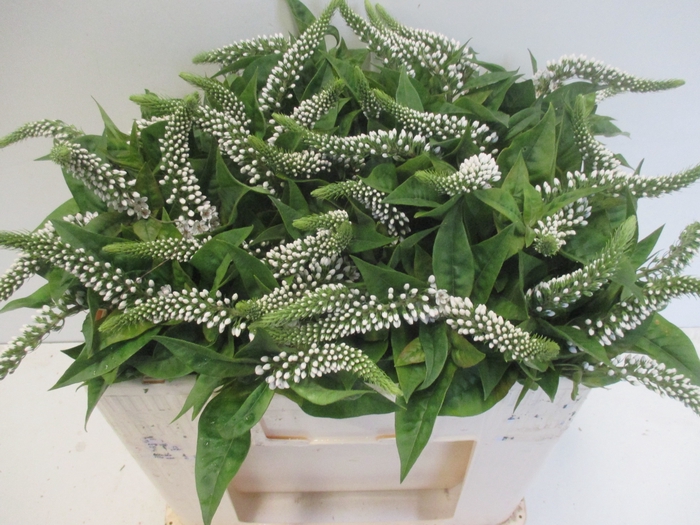 <h4>LYSIM CLETHROIDES</h4>