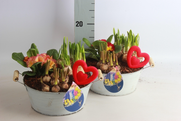 <h4>ARR TUINPLANTEN</h4>