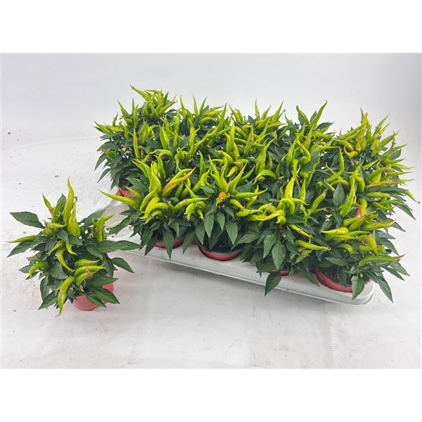 <h4>Capsicum Joker Red</h4>