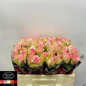 R GR BRIGITTE BARDOT