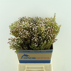 Kaaps Brunia Nodiflora Spray