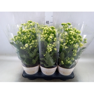 Kalanchoe  'Sunny White'