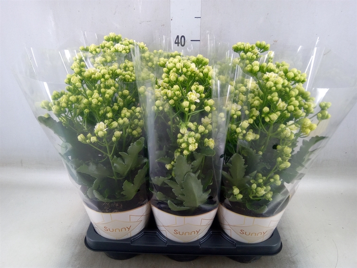 <h4>Kalanchoe  'Sunny White'</h4>