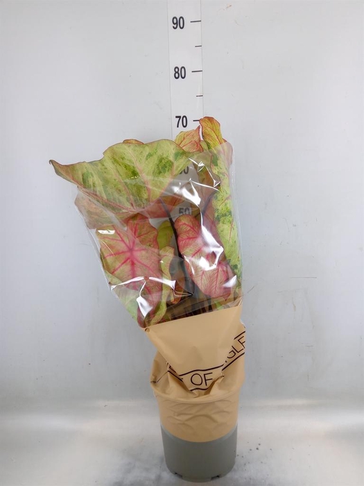 <h4>Caladium   ...</h4>