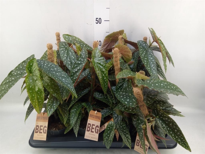 <h4>Begonia ...</h4>