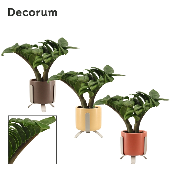 <h4>Zamioculcas Zenzi V-leaf 6 cm, 2 veren in Luca (Nature Love-coll</h4>
