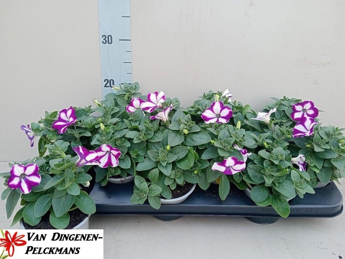 <h4>PET FANTASY BLUE</h4>