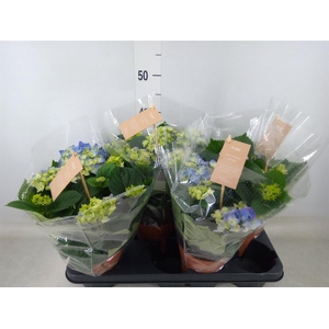 Hydrangea mac. 'Early Blue'