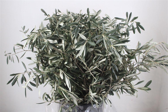 <h4>Olijf 400gr P Bunch</h4>