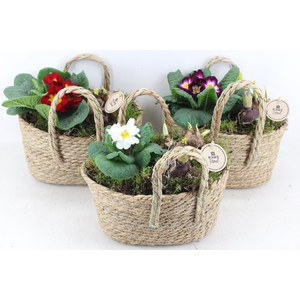 arr4 Primula PL - Hengsel tas 285/5