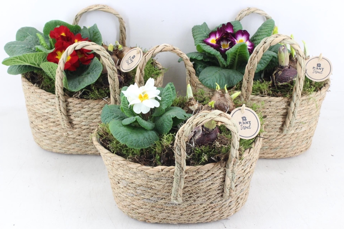 <h4>arr4 Primula PL - Hengsel tas 285/5</h4>