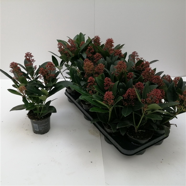 <h4>Skimmia japonica 'Rubella' 3/4BLOEMEN</h4>