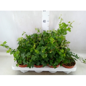 Hedera   ...green leafed