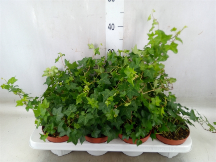 <h4>Hedera   ...green leafed</h4>
