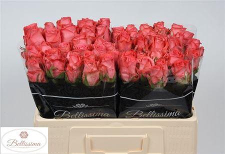 <h4>R Gr Sankara</h4>