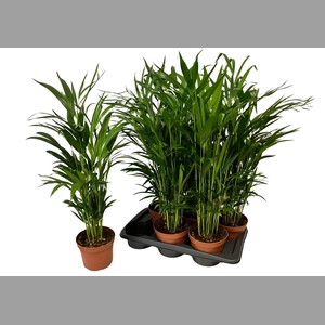 DYPSIS LUTESCENS